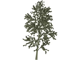Pioppo Cipressino 3D Model preview