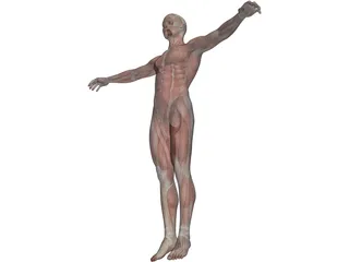 Human Body with Muscles 3D Model preview