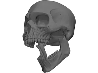 Skull Human 3D Model preview
