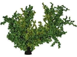 Oak Tree 3D Model preview
