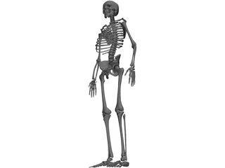 Skeleton 3D Model preview