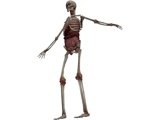 Skeleton with Internal Organs 3D Model preview
