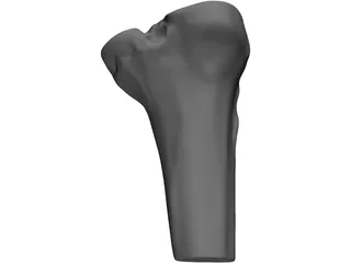 Human Knee 3D Model preview