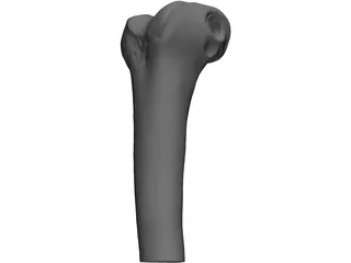 Human Knee 3D Model preview