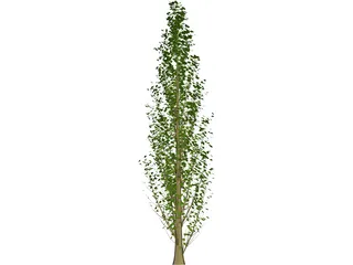 Lombardy Poplar (Populus Nigra) 3D Model preview
