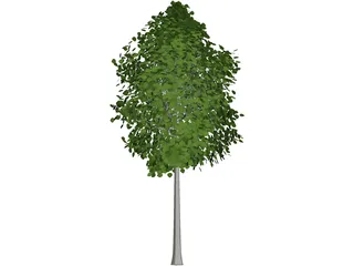 Quaking Aspen (Populus Tremuloides) 3D Model preview