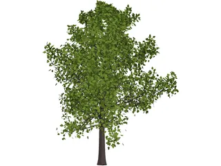 Sassafras 3D Model preview