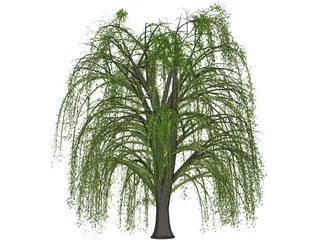 Weeping Willow 3D Model preview