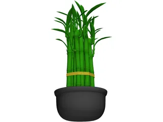 Lucky Bamboo 3D Model preview