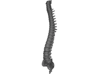 Spine 3D Model preview