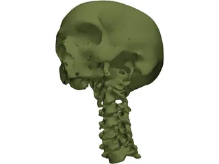 Skull and Neck 3D Model preview