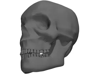 Skull Complete with Jaw Bone and Teeth 3D Model preview