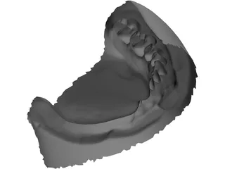 Teeth 3D Scanned 3D Model preview