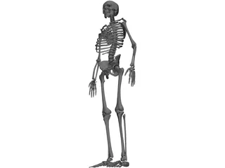 Skeleton 3D Model preview