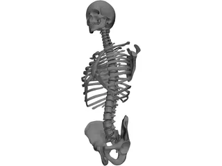 Upper Skeletal System 3D Model preview