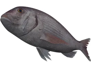 Black Sea Bass 3D Model preview