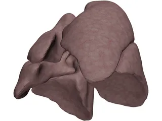 Lungs Human 3D Model preview