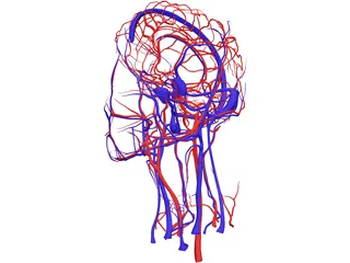 Systemic Circulation of Head 3D Model preview