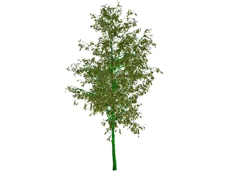 Birch Tree 3D Model preview