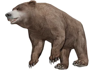 Brown Bear 3D Model preview