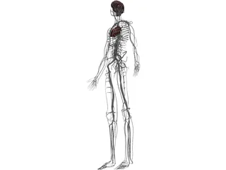 Circulatory System with Heart, Thymus and Brain 3D Model preview