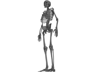 Skeleton 3D Model preview