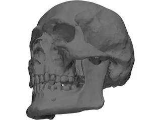 Skull Human 3D Model preview