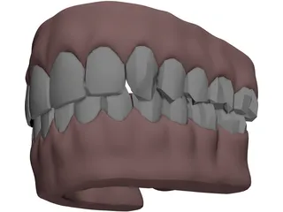 Gums Teeth Tongue 3D Model preview