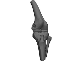 Human Knee Joint 3D Model preview