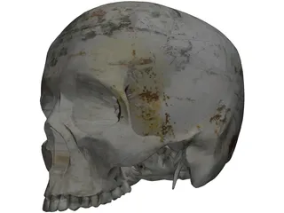Human Skull No Jaw 3D Model preview
