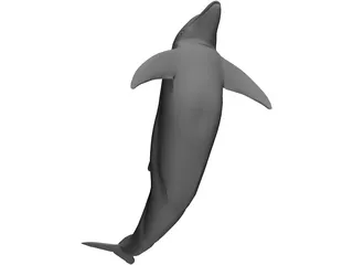 Dolphin 3D Model preview