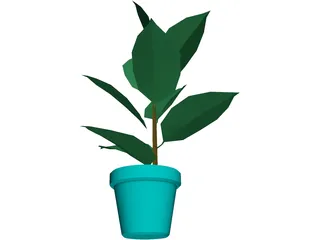 India-Rubber Plant 3D Model preview
