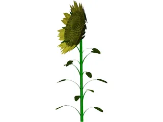 Sunflower 3D Model preview