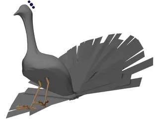 Peacock 3D Model preview