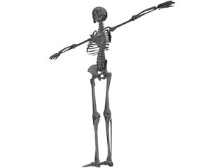 Skeleton 3D Model preview