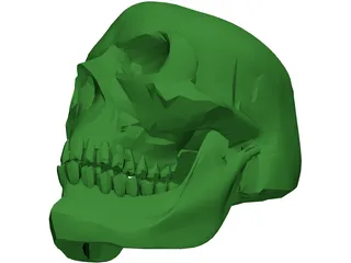 Skull 3D Model preview