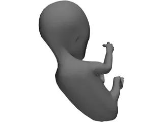 Fetus 12 Week 3D Model preview