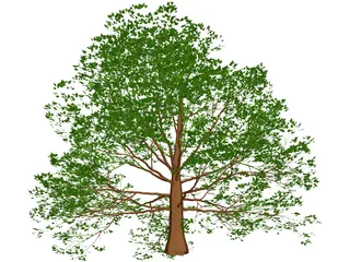 American Beech 3D Model preview