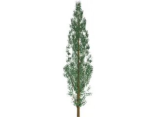 Pine Tree 3D Model preview
