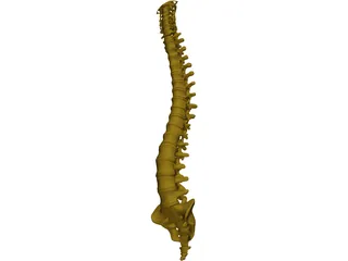 Human Spine 3D Model preview