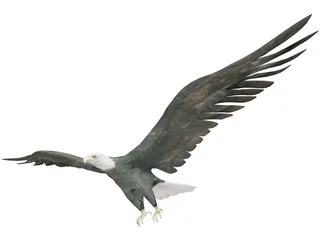 Eagle 3D Model preview