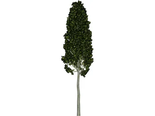 Carpinus Betulus Tree 3D Model preview