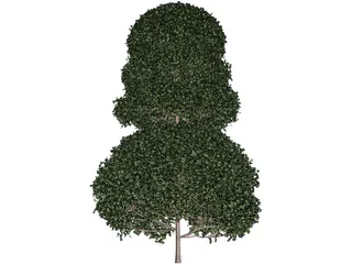 Buxux Semeprvirens Boxwood 3D Model preview
