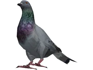 Pigeon 3D Model preview