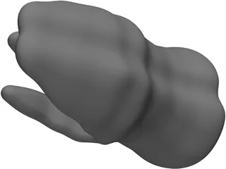 Molar Teeth 3D Model preview