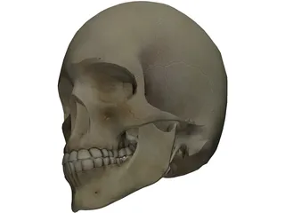 Skull 3D Model preview