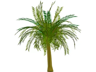 Palm Tree 3D Model preview