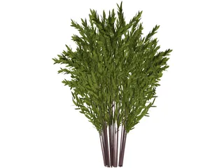 Nandina [Phyllostachys] 3D Model preview