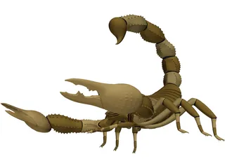 Scorpion - Buthidae Family - Hottentotta Species 3D Model preview