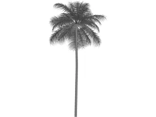 Palm Tree Caribean 3D Model preview
